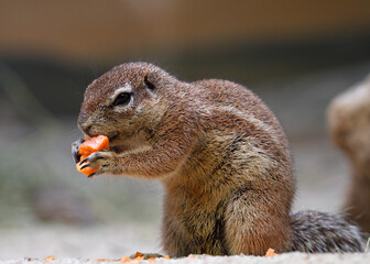 striped ground squirrel eating