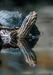 Fototapeta premium map turtle on the water