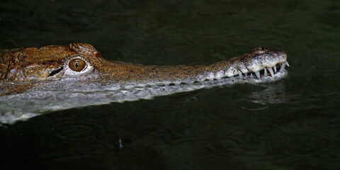 Caiman in the water