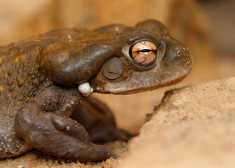 Portrait of a Colorado River toad