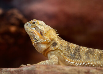 bearded dragon lizard