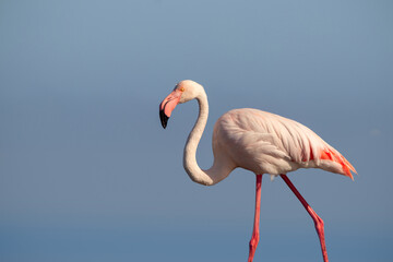 Lonely pink flamingo on a blue background