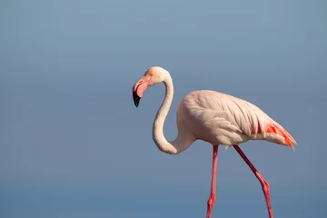 Gardinen Lonely pink flamingo on a blue background © Yuliia Lakeienko