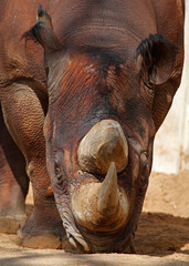 Fototapeta premium close up of a rhino