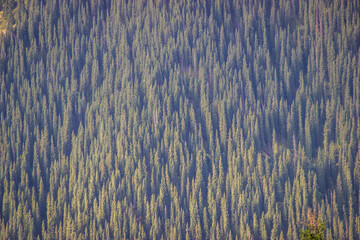 Thick pattern of green spruces in mountains