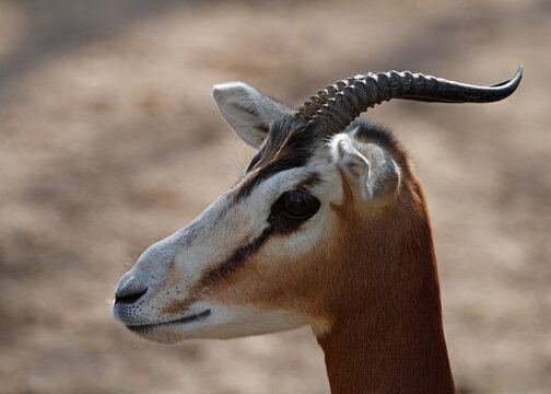 close up portrait of a dama gazelle