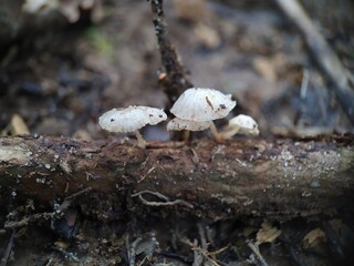 mushroom on the ground