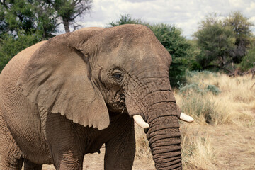 African elephant,  walking through the lush grasslands of Etosha National Park, Namibia.