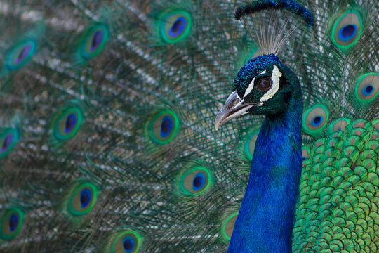 Portrait of beautiful peacock with feathers out ( large and brightly bird ).