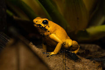 Golden poison frog (Phyllobates Terribilis 