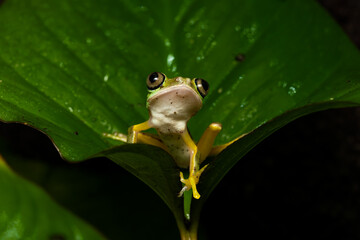Lemur leaf frog on a plant