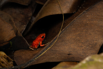 Strawberry poison frog froglet on leaf litter