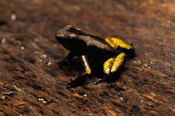 Golden poison frog (Phyllobates Terribilis 