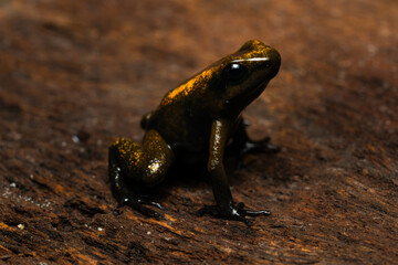 Golden poison frog (Phyllobates Terribilis 