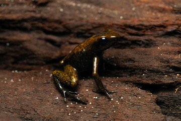 Golden poison frog (Phyllobates Terribilis 