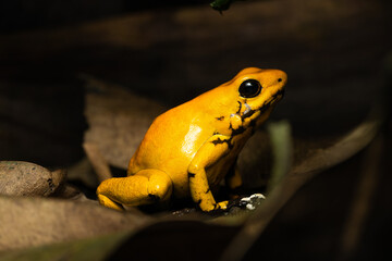 Golden poison frog (Phyllobates Terribilis 