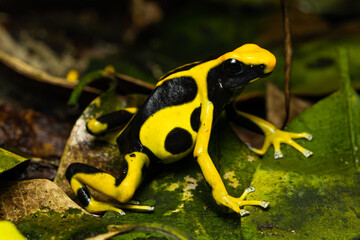 Dyeing poison dart frog 