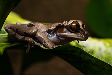 Crowned tree frog on a plant