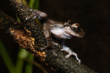 Crowned tree frog on a tree