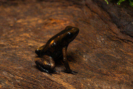 Golden poison frog (Phyllobates Terribilis "Blackfoot") with very unusual coloration on leaf litter