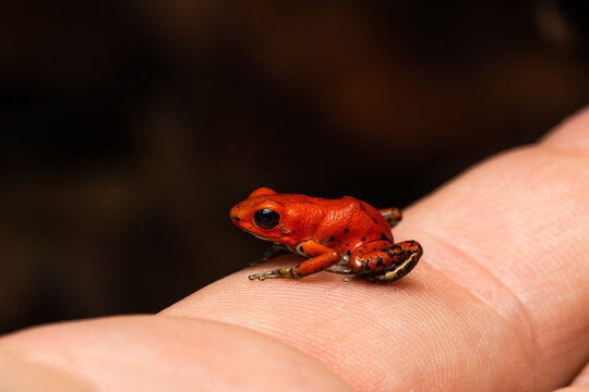 Strawberry poison frog froglet on a hand