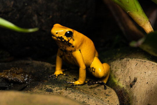 Golden poison frog (Phyllobates Terribilis "Blackfoot") on leaf litter