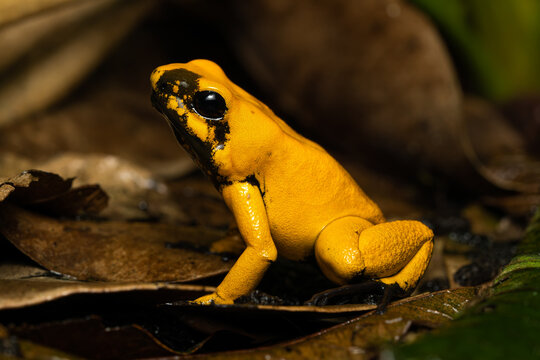 Golden poison frog (Phyllobates Terribilis "Blackfoot") on leaf litter