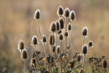 Thistle in front of an even background