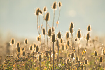 Thistle in front of an even background