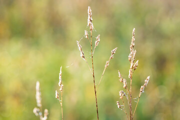 Grass in front of an even background