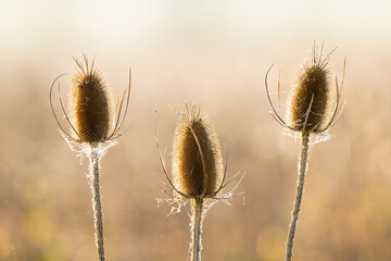 Thistle in front of an even background