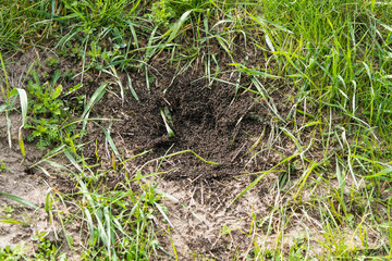 Ant nest on the ground