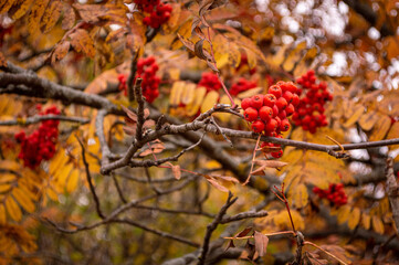 red berries on a branch