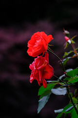 真っ赤なばらの花びらを背景を暗く落として浮かび上がらせる