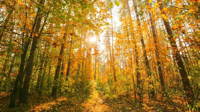 4K Change Season From Green Summer To Yellow Colors of Autumn Forest Landscape. Sunset Time lapse Timelapse Beautiful Sun Sunshine In Autumn Woods. Sunlight Shine Through Foliage In Trees Woods. Fall