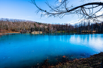 美瑛 白金青い池