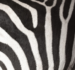 Fototapeta na wymiar Black-white stripes on zebra skin as background.