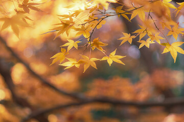 黄金色のもみじ