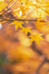 黄金色のもみじ（縦）