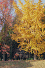 大きなイチョウの木