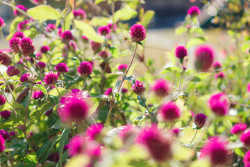 濃いピンクのセンニチコウ