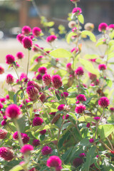 濃いピンクのセンニチコウ（縦）