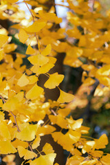 見ごろのイチョウ（縦）