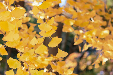 見ごろのイチョウ