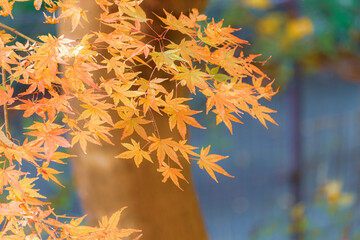 オレンジのもみじ