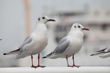 Fototapeta premium Seagull