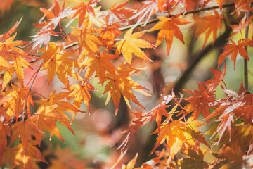 オレンジのもみじ