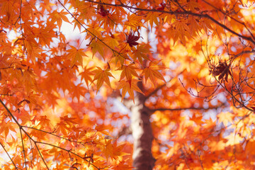 オレンジのもみじの木の下で