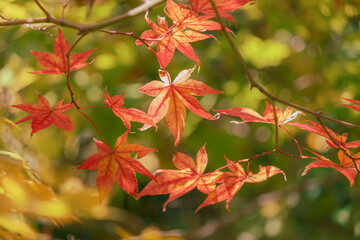 オレンジのもみじの裏側
