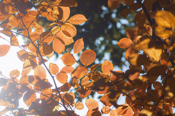 日差しにかすむ色づく葉